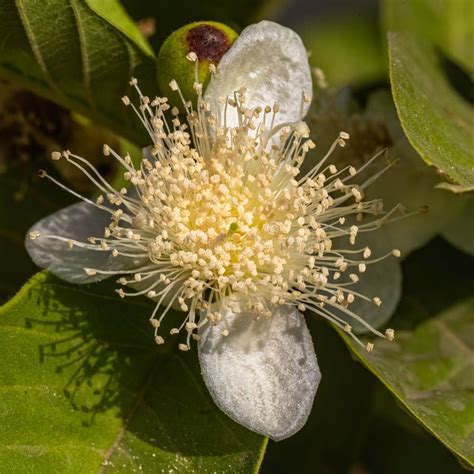 Guava flower on a tree stock photo. Image of copy, siam - 245368942