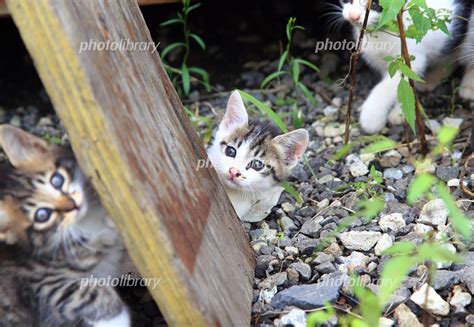 野良猫 かわいい子猫 写真素材 4769858 フォトライブラリー Photolibrary