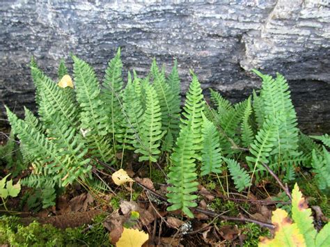 Многоножка обыкновенная (65 фото) » НА ДАЧЕ ФОТО