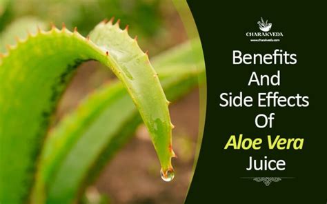 Benefits And Side Effects Of Aloe Vera Juice Charakveda