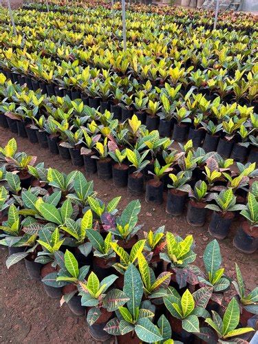 Croton Petra Plant At Rs Bags In East Godavari Id