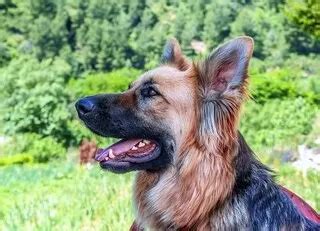 German Shepherd Barking – Shepherddogsite