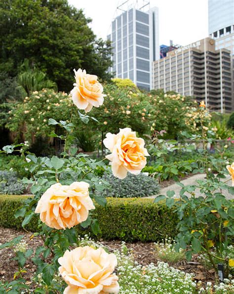 Palace Rose Garden | Botanic Gardens of Sydney