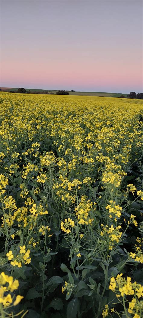 Desmistificando O Cultivo Da Canola Dicas Para Ter Sucesso E