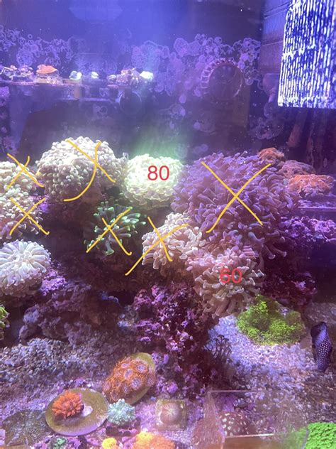 California Live Goods Bay Area Hammers For Sale REEF2REEF