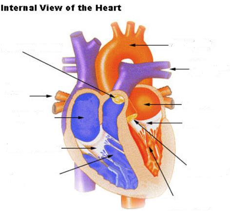 4 Chambers Of The Heart Diagram Quizlet