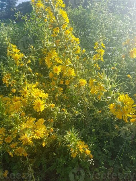 Flowering plant from the Asteraceae family 27385743 Stock Photo at Vecteezy