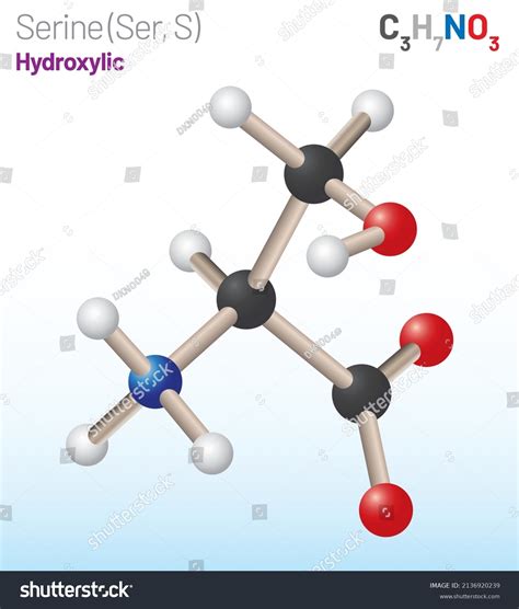 Serine Ser S Amino Acid Molecule Stock Vector Royalty Free