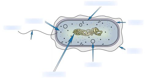 Structure Of Bacterial Cell Diagram Quizlet