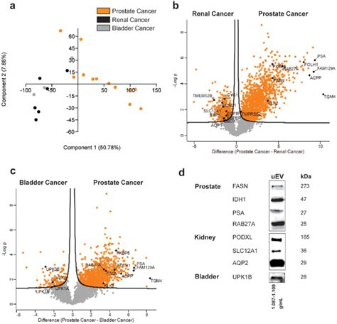 Differences Between The Urinary EV Proteome From Men With Prostate