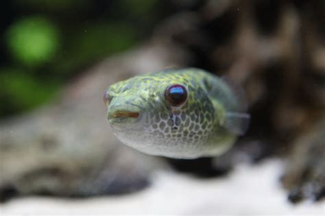 Species of Freshwater Pufferfish