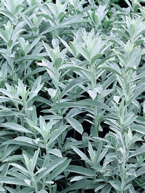 Artemisia Ludoviciana Silver Queen — Plant Wholesale Floraccess