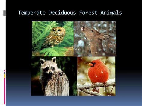 temperate deciduous forest animals - Sincere Collective