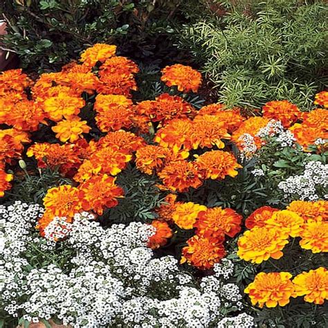 Marigold Plant 6 Pack 2529 The Home Depot