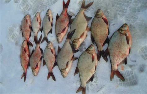 Зимние прикормки для хищной и белой рыбы своими руками: лучшие рецепты ...