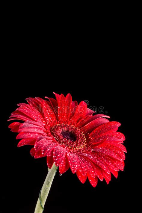 Gerbera Rojo Con Las Gotitas De Agua Con El Fondo Negro Foto De Archivo