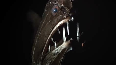 The Most Terrifying Deep Sea Predator Youve Never Seen