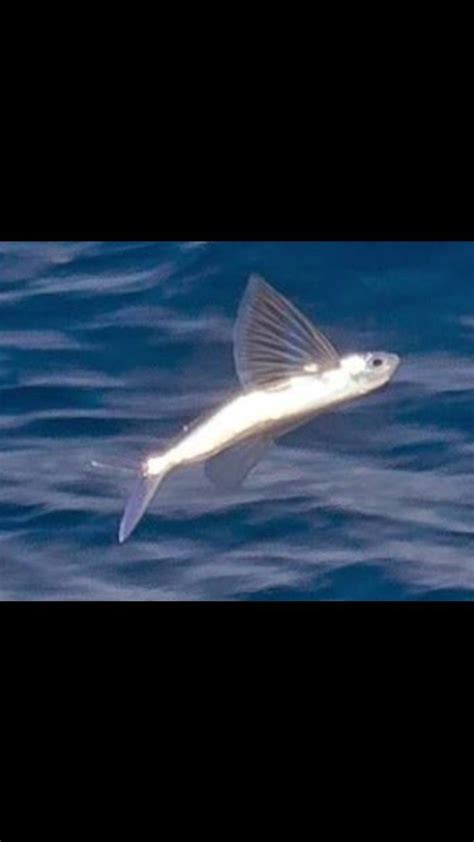 Beloniformes Exocoetidae Peixe Voador Flying Fish Peixes Os