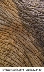 Close African Elephants Skin Texture Stock Photo 2163222489 Shutterstock