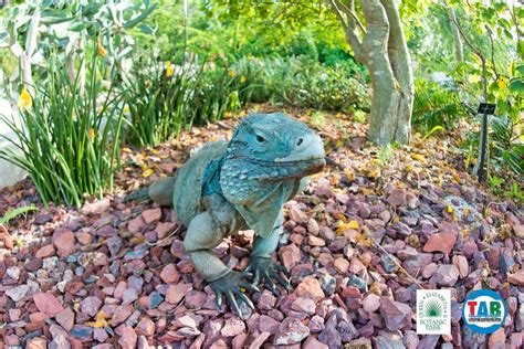 Queen Elizabeth II Botanic Park Grand Cayman Cayman Islands The Beach