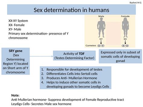 Sex Linkage An Overview Introduction Significance Pptx