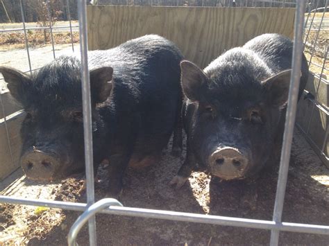 Pigs KW Homestead