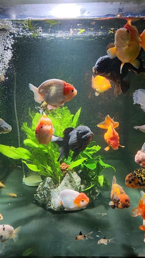 Goldfish tank – Artofit