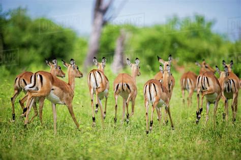 Kasane | Sima Safari
