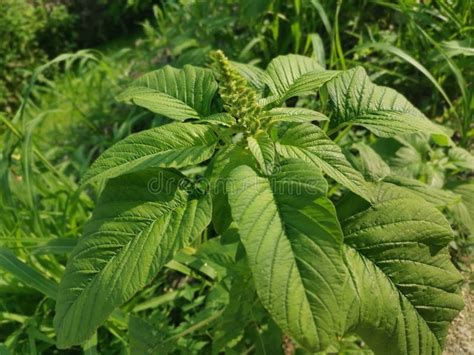 Wild Leafy Edible Amaranthus Spinosus Weed Plant. Stock Photo - Image ...