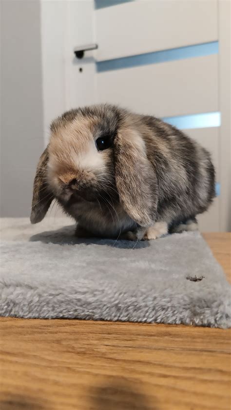 Mini lop królik miniaturka karzełek baranek samiec Bydgoszcz OLX pl