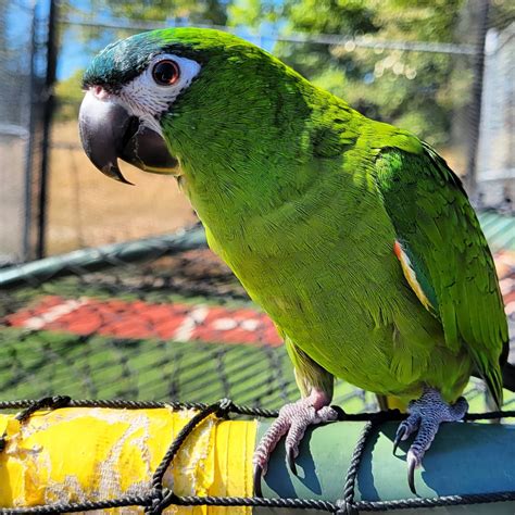 Hahns Macaw For Sale Brighten Your Home Today