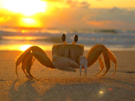 Crab Beach Sea Free Photo On Pixabay