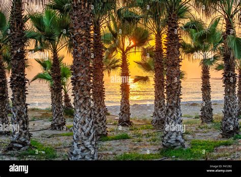 Sunset on tropical beach Stock Photo - Alamy