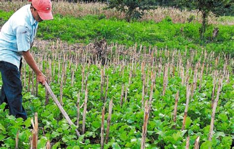 Promueven Huertos Familiares En El Valle