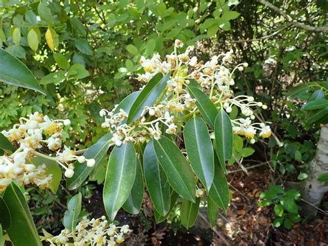 Calophyllum Africanum Cheek Q Luke Plants Of The World Online Kew