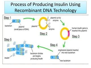 Insulin production by genetic engineering | PPT