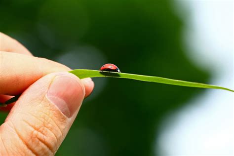 Free Images Hand Nature Grass Branch Leaf Flower Finger Green