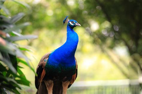 mengenal burung merak ciri keunikan karakteristiknya