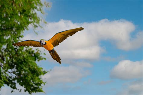 "Parrots Flying" Images – Browse 55 Stock Photos, Vectors, and Video ...