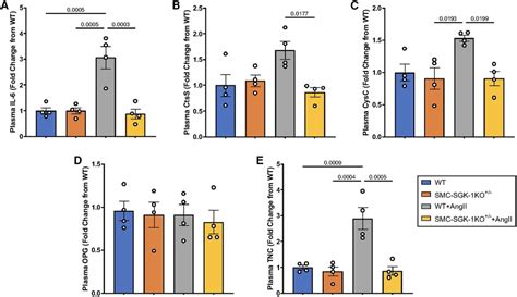 Frontiers Biomechanical Dysregulation Of Sgk Dependent Aortic