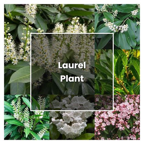 How To Grow Laurel Plant Plant Care And Tips Norwichgardener