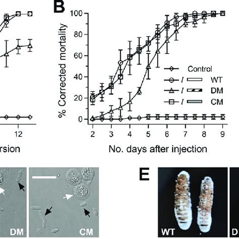 Effects Of Bbwor1 Loss On The Virulence Of B Bassiana A And B Download Scientific Diagram