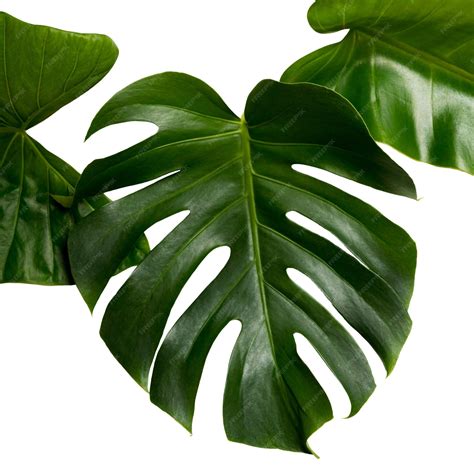 Красивые листья изолированы | Бесплатно PSD Файл