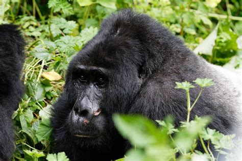 Uganda Primate Safaris From Kigali Rwanda Uganda Adventures