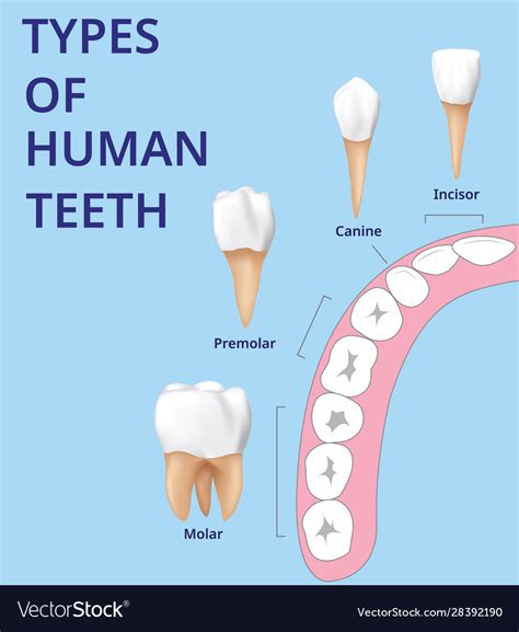 Types human teeth human bone anatomy Royalty Free Vector