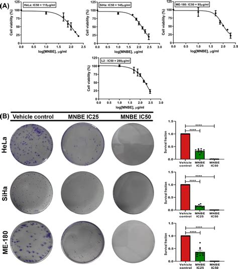 The Antiproliferative Effect Of Mnbe On Cervical Cancer Cell Lines A