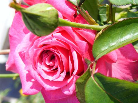 images nature flower petal floral bouquet green macro