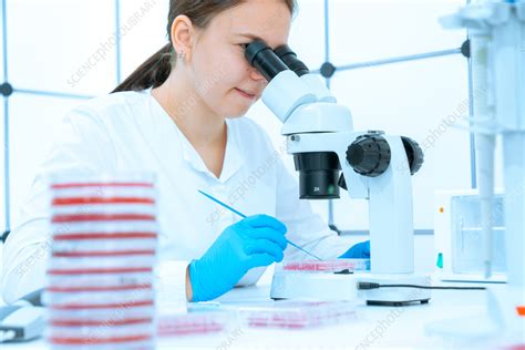 Scientist Analysing Well Plate With Microscope Stock Image F042