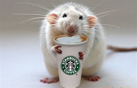 Truth Behind The Rat In Starbucks Coffee In Manila Finally Revealed