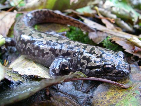 Giant Salamander